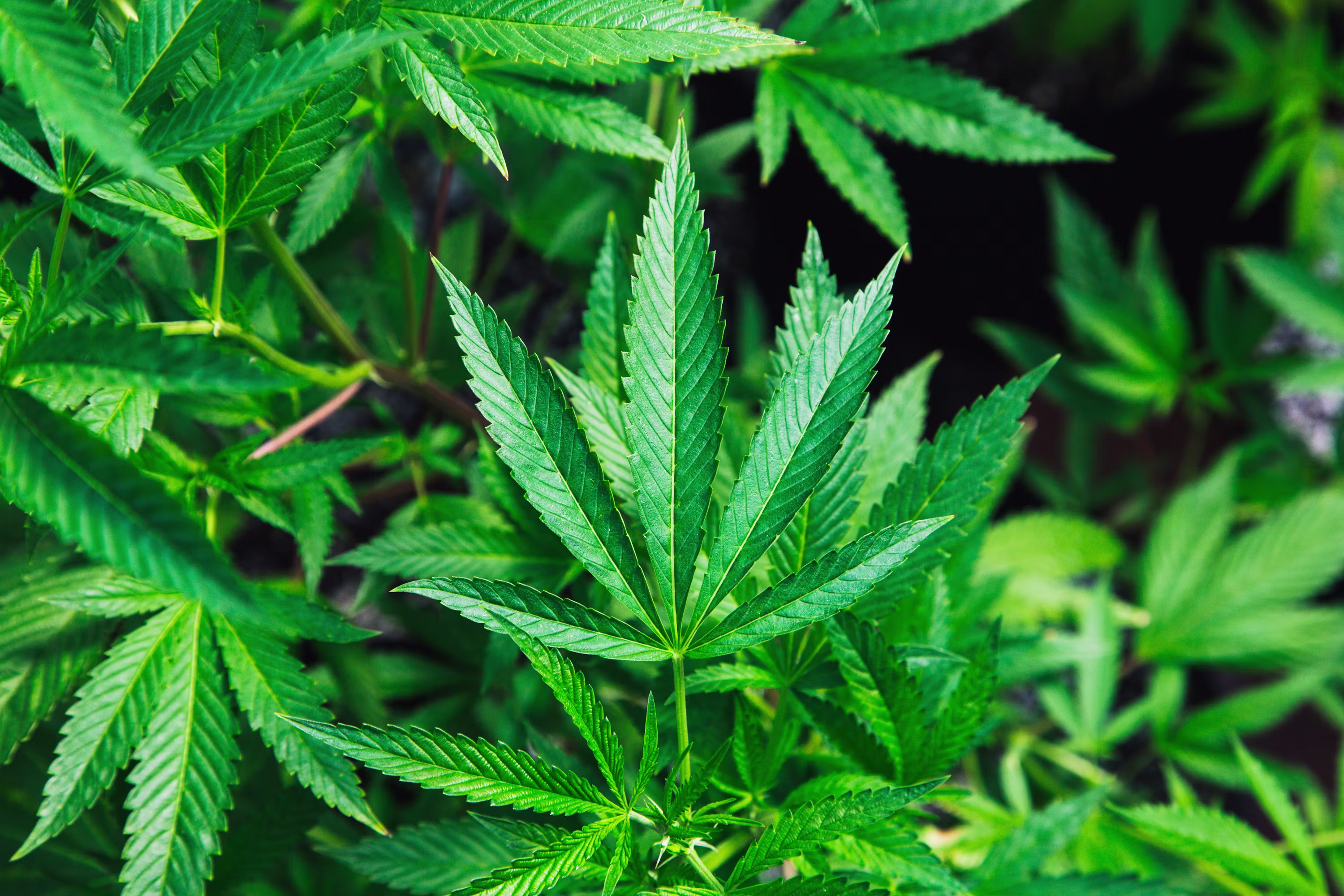 Fresh Live Cannabis Growing